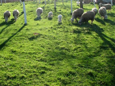 Priđi ako smeš.jpg