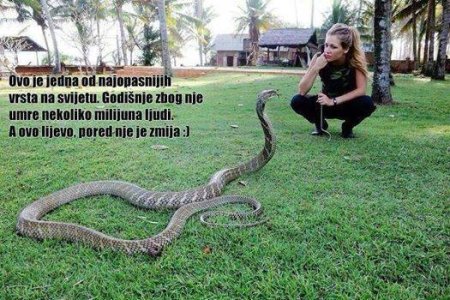 zmija.jpg