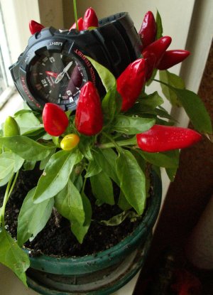 PICT0001-1.jpg PICT0001-1.jpg