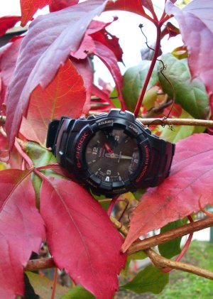 PICT0005-1.jpg PICT0005-1.jpg