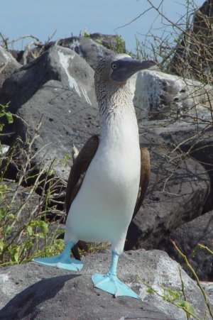 Blue-footed_Booby_(Sula_nebouxii)_-one_leg_raised.jpg Blue-footed_Booby_(Sula_nebouxii)_-one_leg_raised.jpg