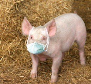 pig-with-mask-300x275.jpg