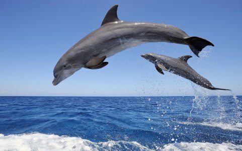 jumping-dolphins-sea.jpg