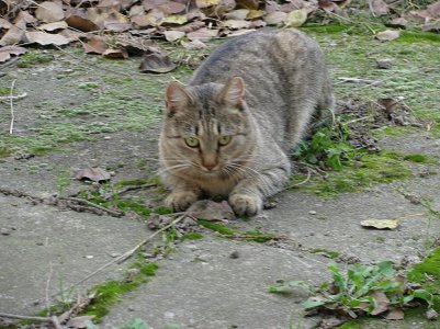 IMG_2677 ... - Copy.jpg